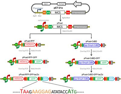 Development of Cadmium Multiple-Signal Biosensing and Bioadsorption Systems Based on Artificial Cad Operons